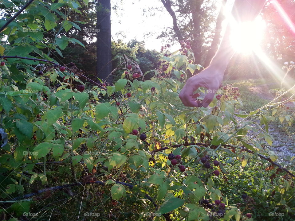 Fresh Picked. A man picking black raspberries fresh from the bush.