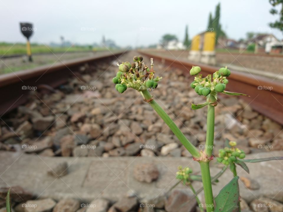 flowers in the middle of the railroad tracks