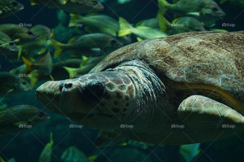 Sea Turtle Swimming Underwater