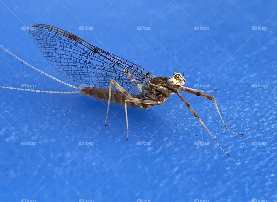 Alive Mayfly