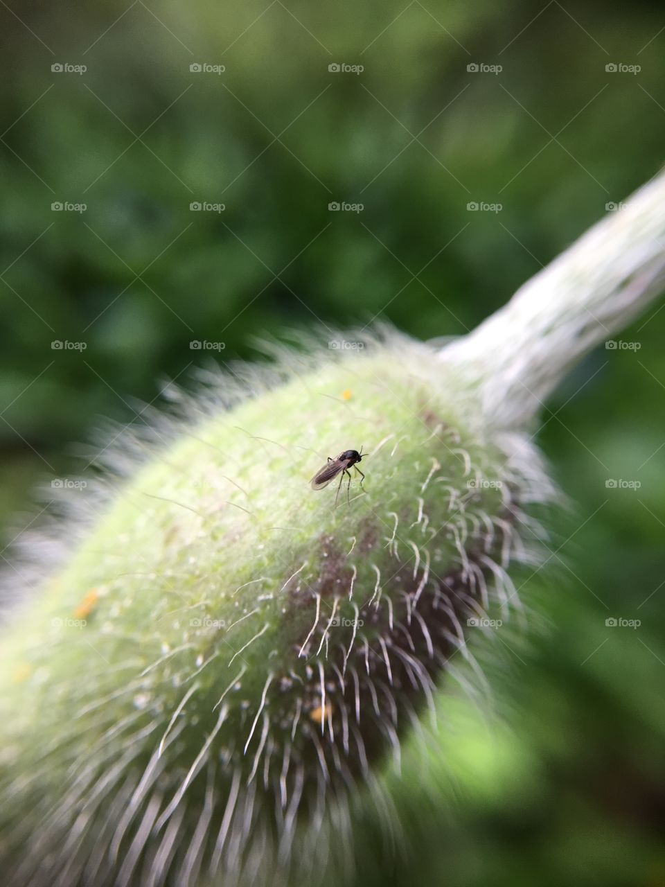 Tiny gnat on poppy