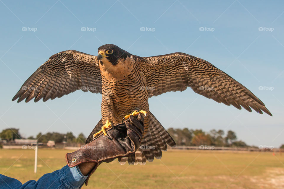 Falcon on glove
