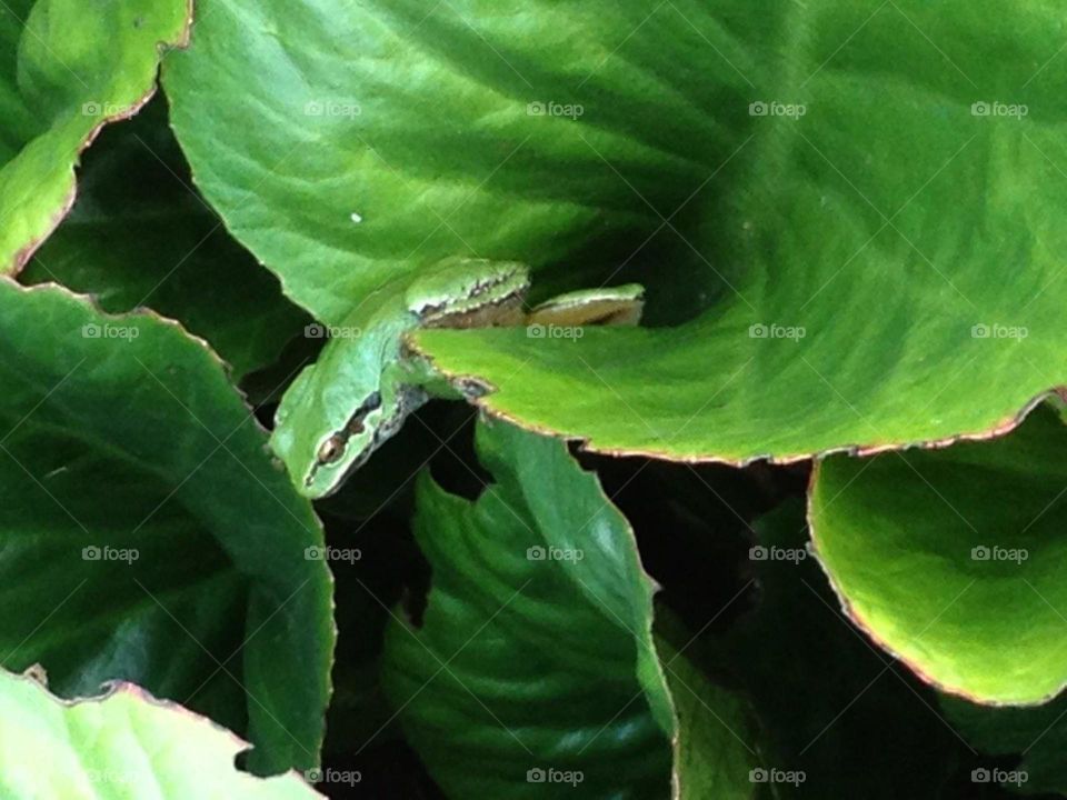 Blending in . Blending in