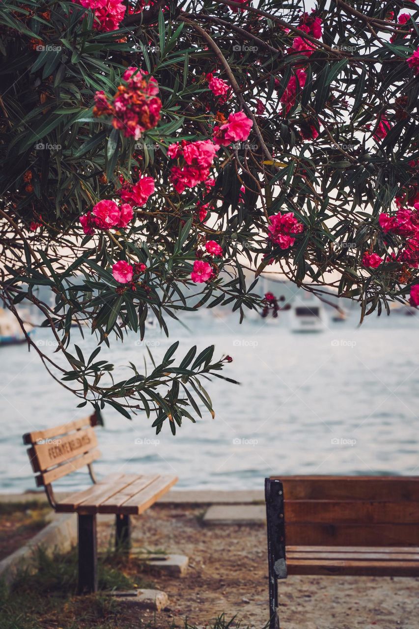 Blossom by the sea