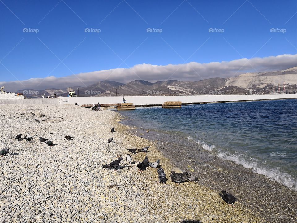 Birds on the beach
