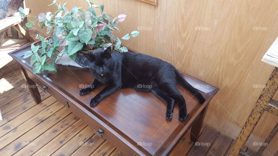 Rickey loves his plant and his table