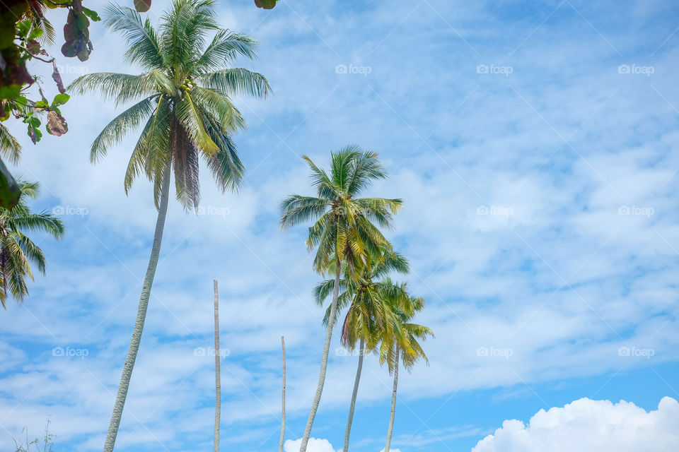 Row of Coconut Trees on the Blue Sky