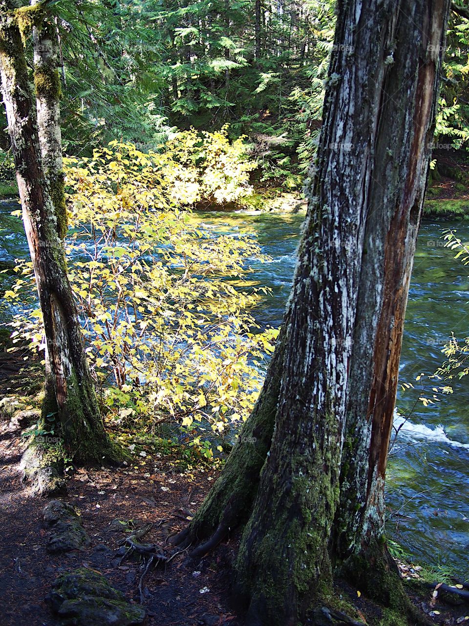 Sun rays penetrate the thick trees of the forests around Western Oregon’s McKenzie River and beautifully illuminate the water and surrounding trees on the banks of the river on a fall day. 