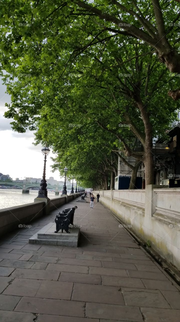long walk alongside the river Thames in London. green trees overhead. benches elevated to see the river and boats. light posts. lamps. pedestrian walkway.