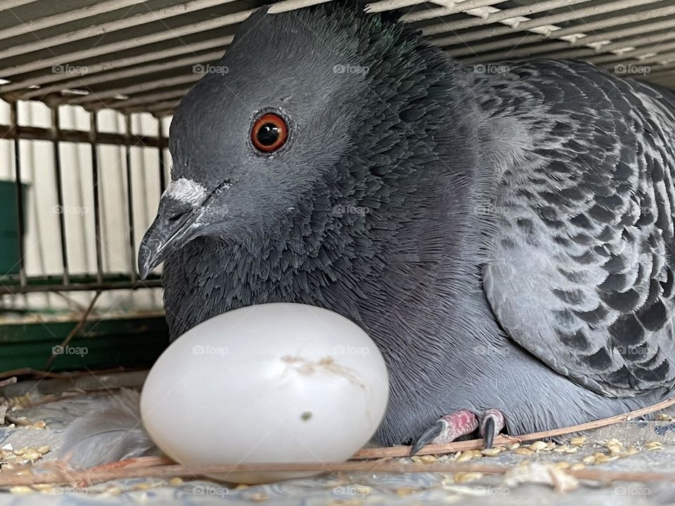 Found a pigeon hiding with his egg 😊