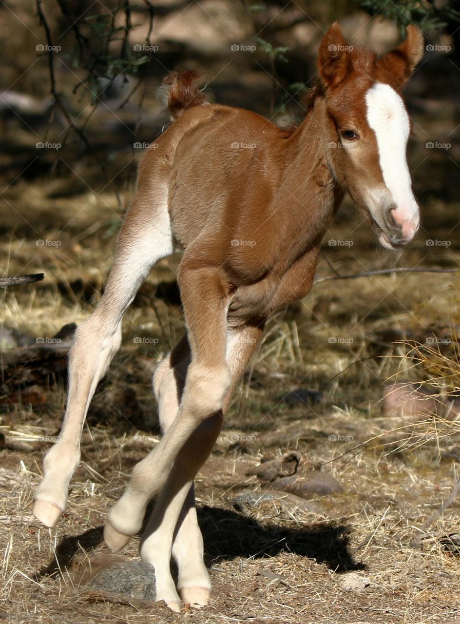Wild Foal Running in Forest