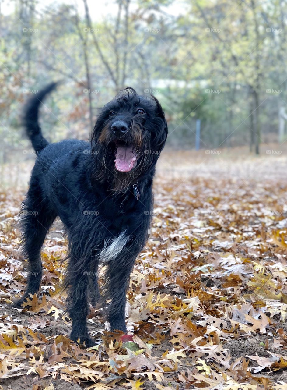 Happy black Labradoodle at the park