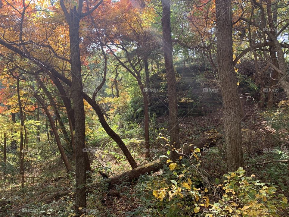 Autumn in the forest
