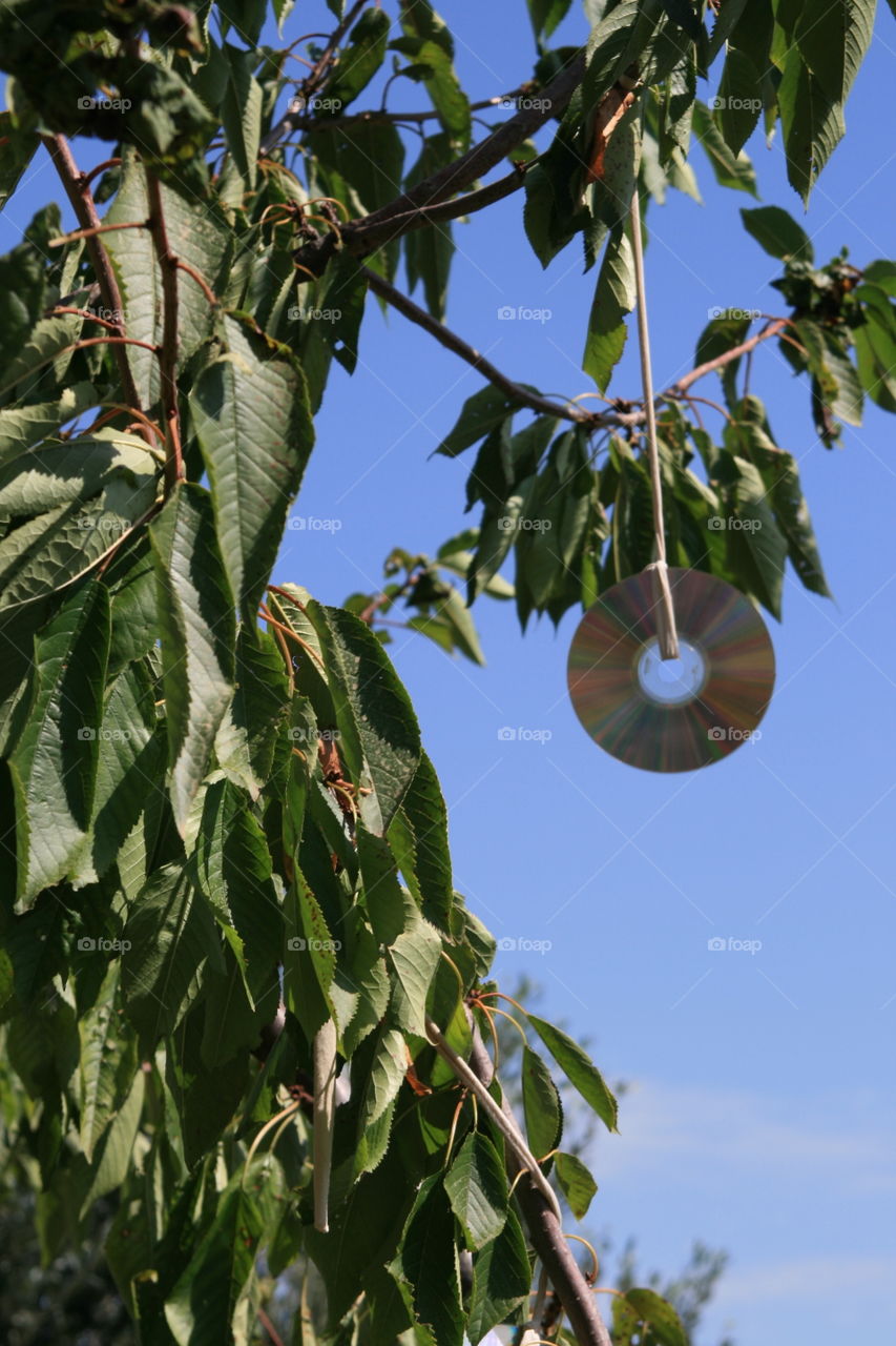 Compact Disc hanging on tree