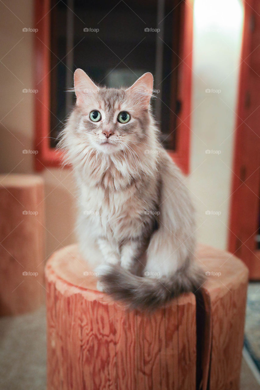 Cute green eyed cat sitting indoor on stool