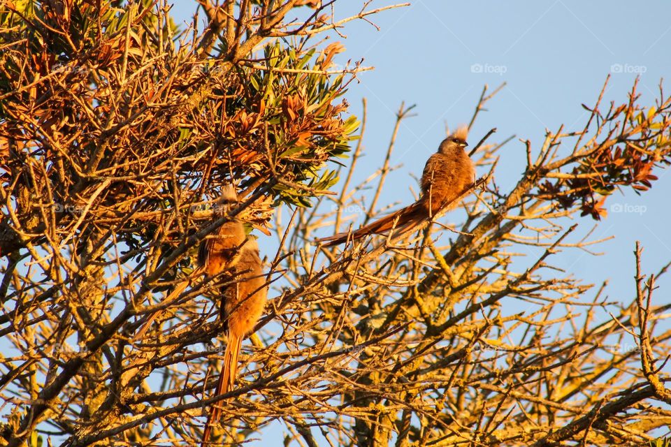 Mouse birds camouflaged in the branches of a tree