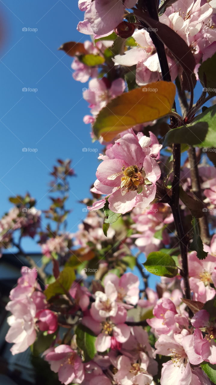 cherry blossoms with bee