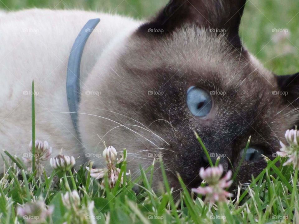 Cute funny cat vlue eyes siamese grass green adorable young little baby