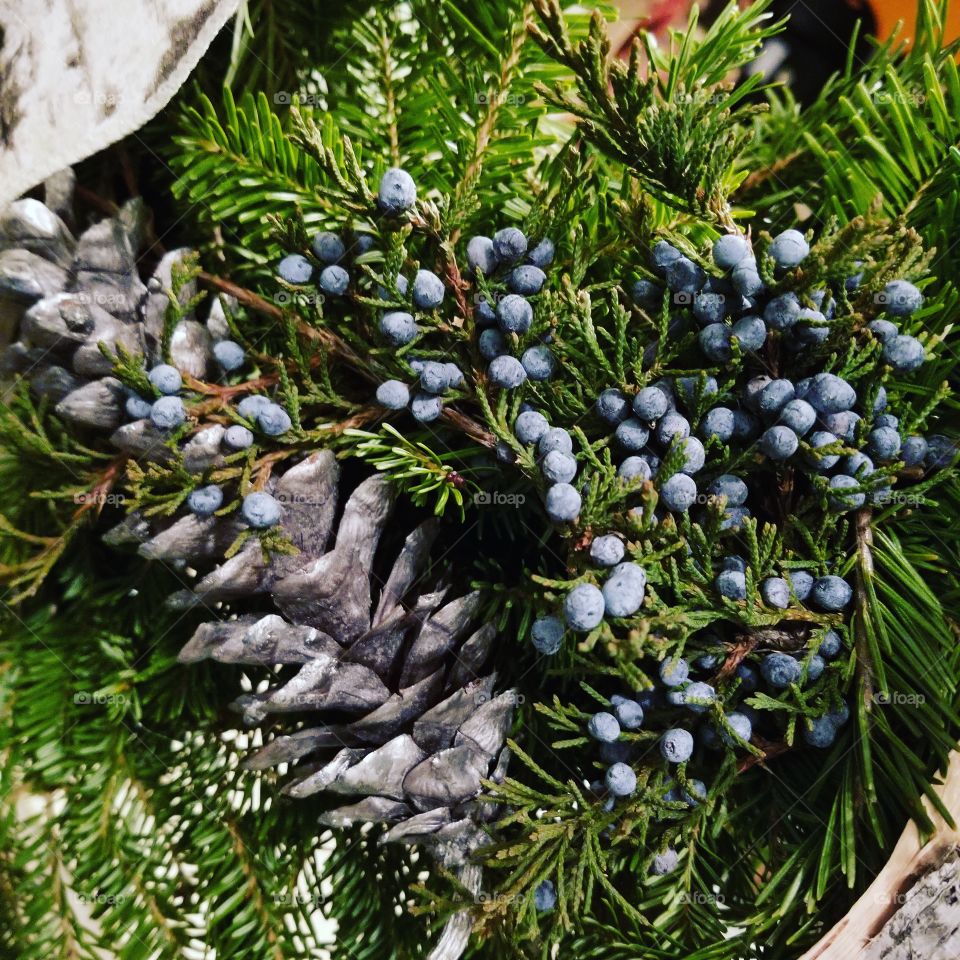 Tree, Branch, Nature, No Person, Evergreen