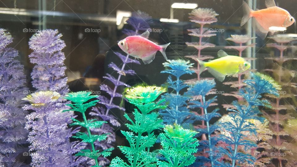 colored fish