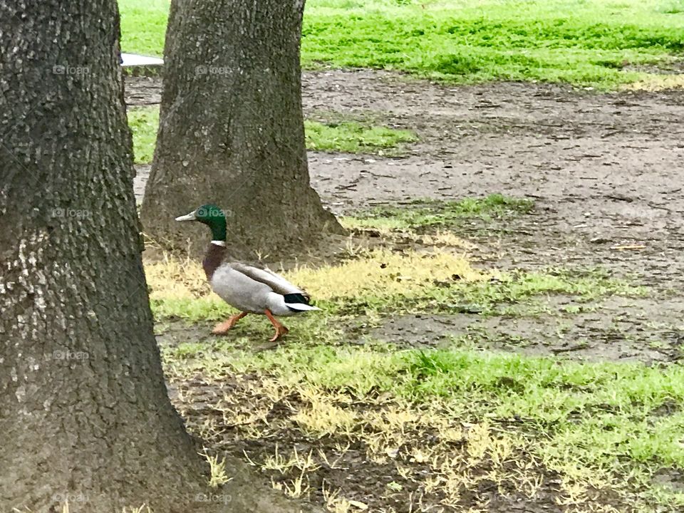 A duck walking on the grass at the park on a rainy springtime afternoon. USA, America 