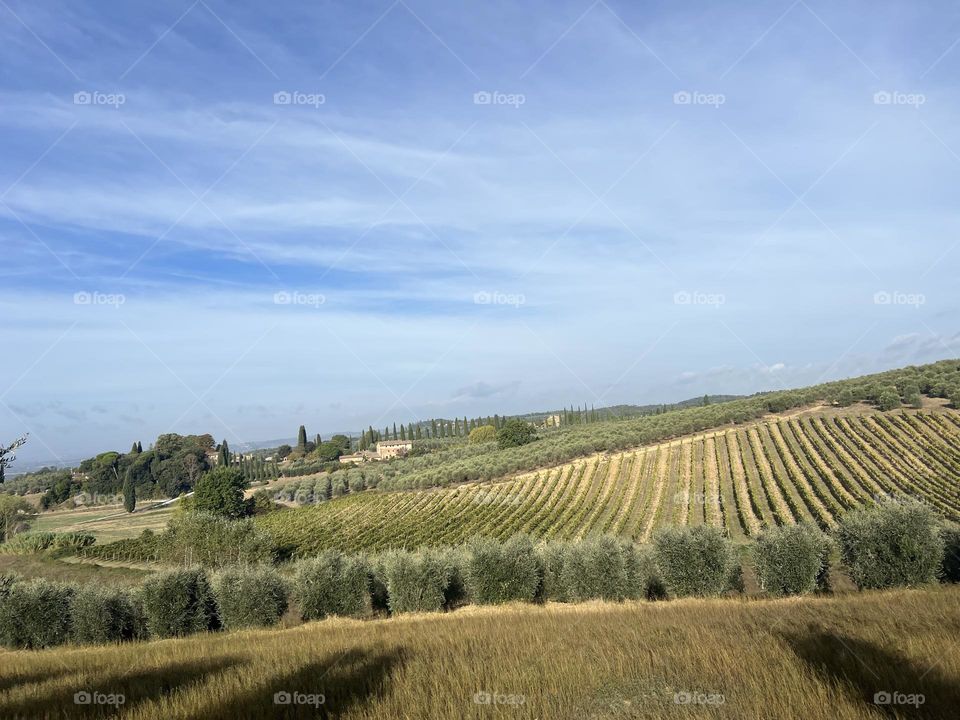 Tuscan Vineyards 