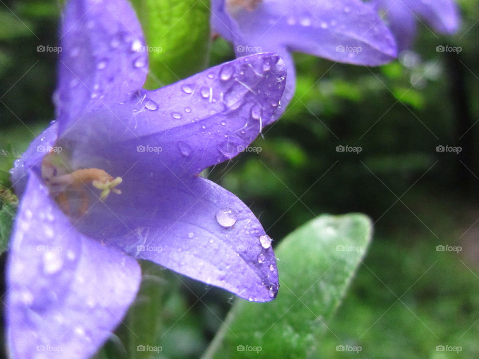 Watery flower