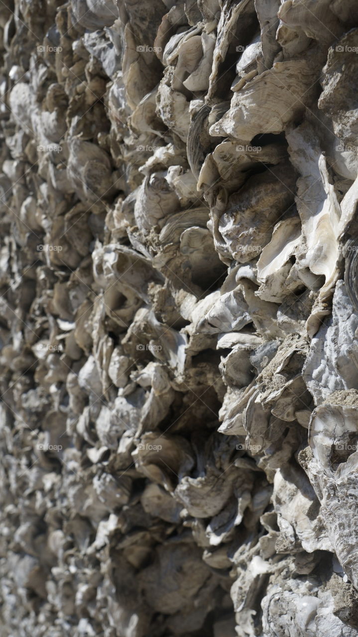 Seashells wall 