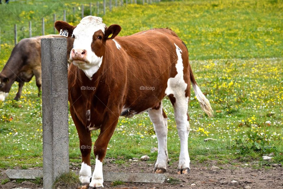 Cow, Milk, Mammal, Agriculture, Pasture