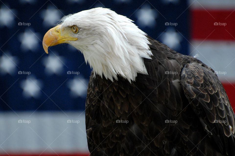 Bald Eagle head profile with the American flag in the back ground