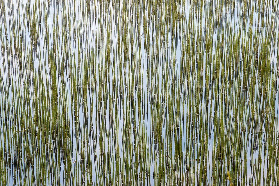 Reeds in the water 