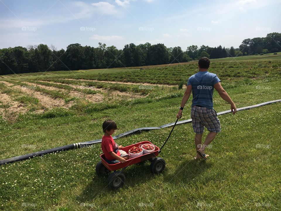 Dad pulling son in wagon in farm picking strawberries 