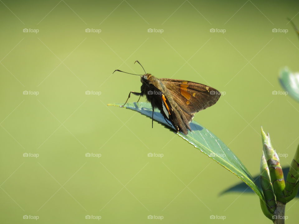 silver-spotted skipper