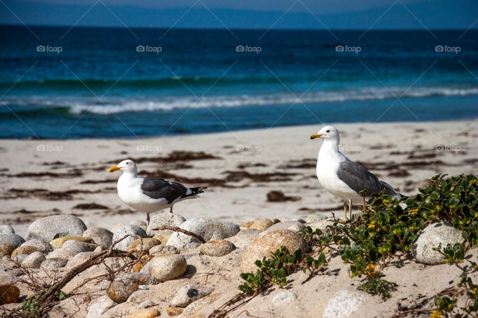 Seagulls at beach