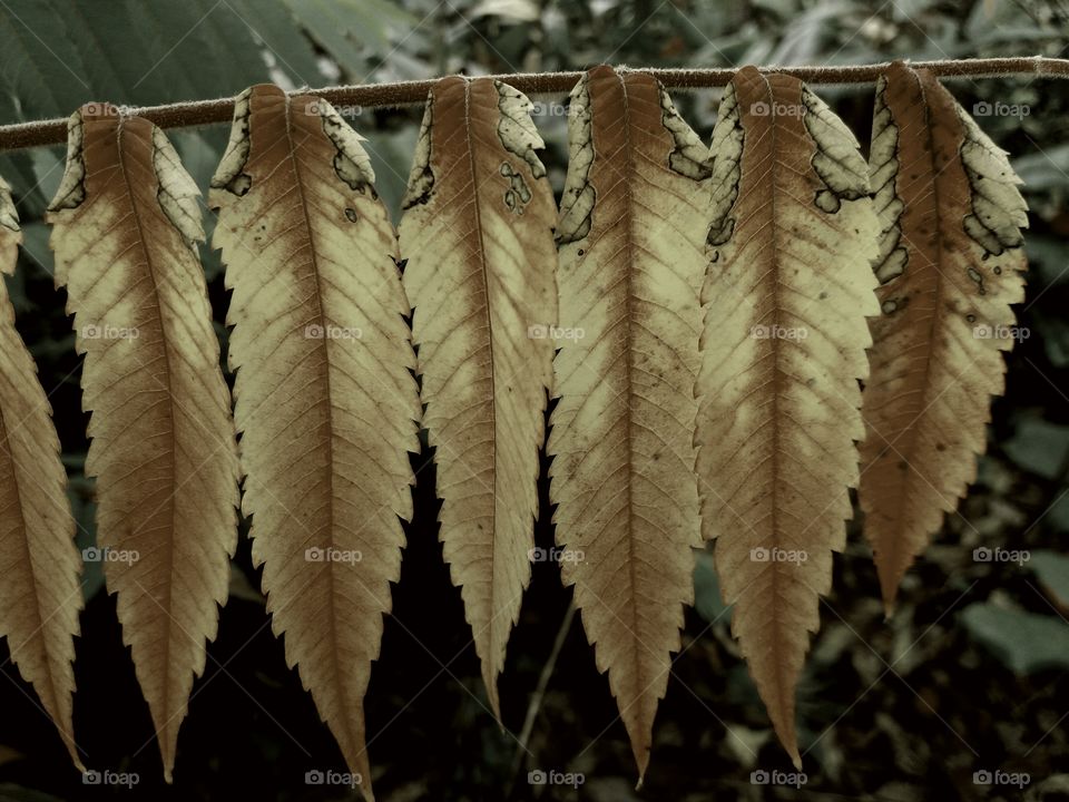 magical fall  leaves