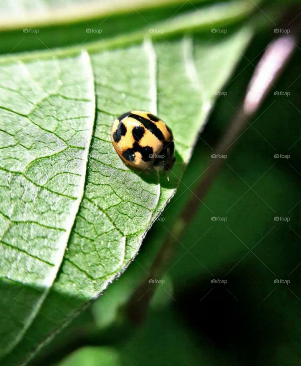 Lady Bug on green leaf :)