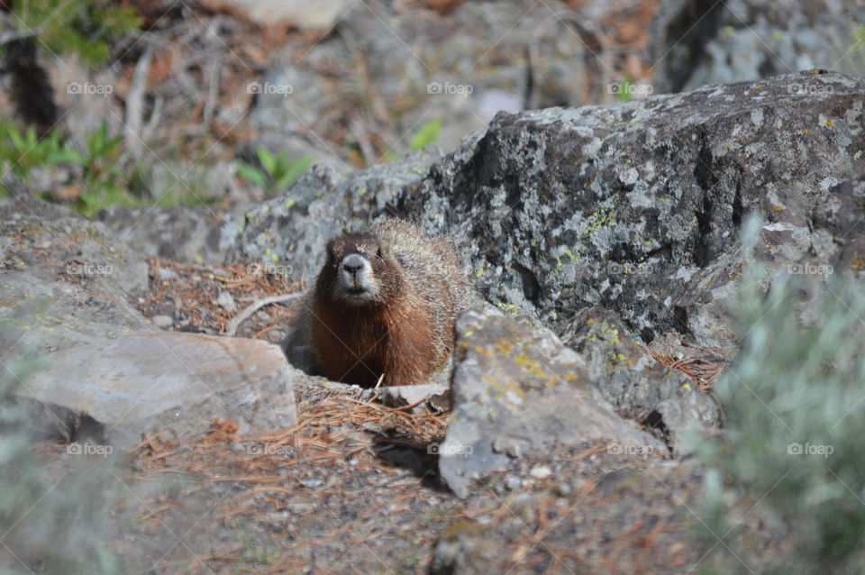 Wild Marmot