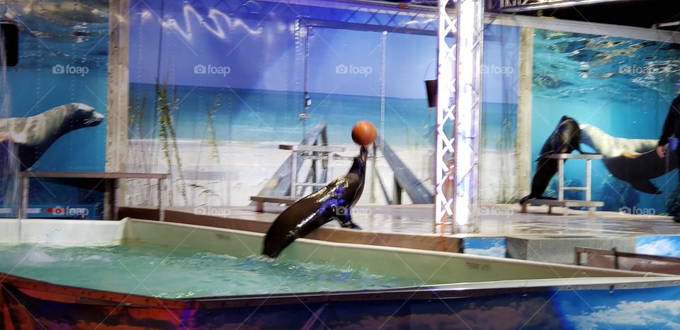 sea lion existing the pool with her ball