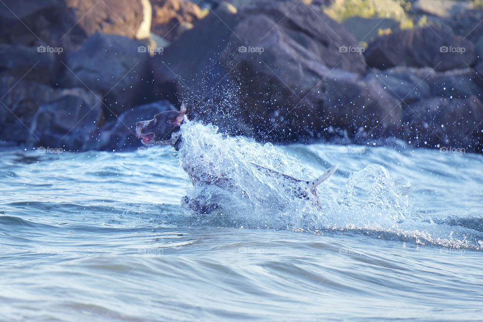 a dog running through the drops of water in the sea