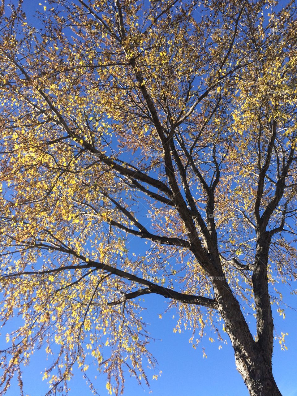 Golden yellow leaves, clear sky