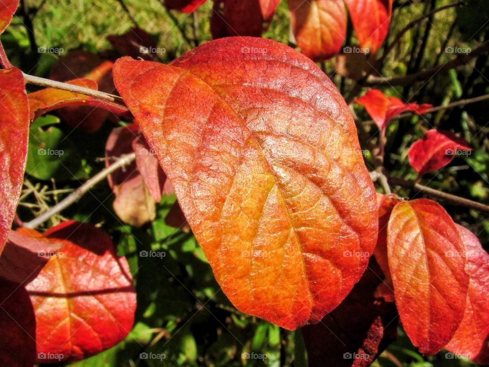 red color fall leaves on plant