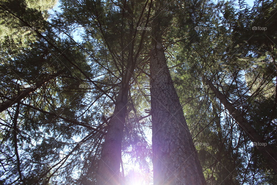 sunlight through the forest trees