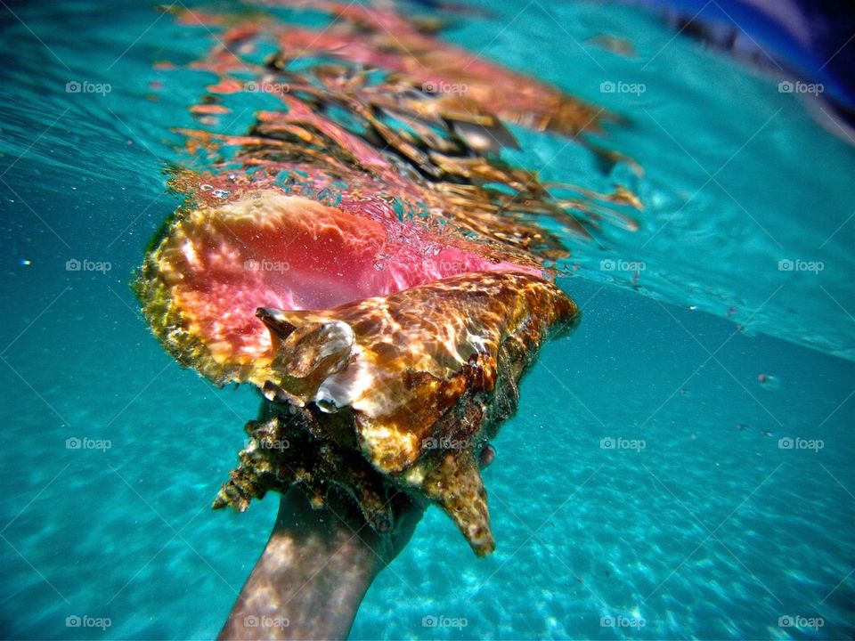 Conch Shell 