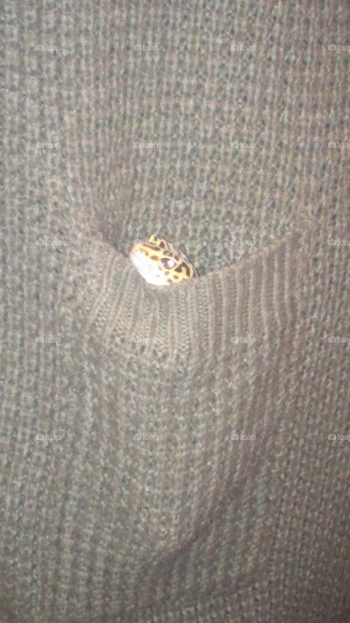 gecko in your pocket