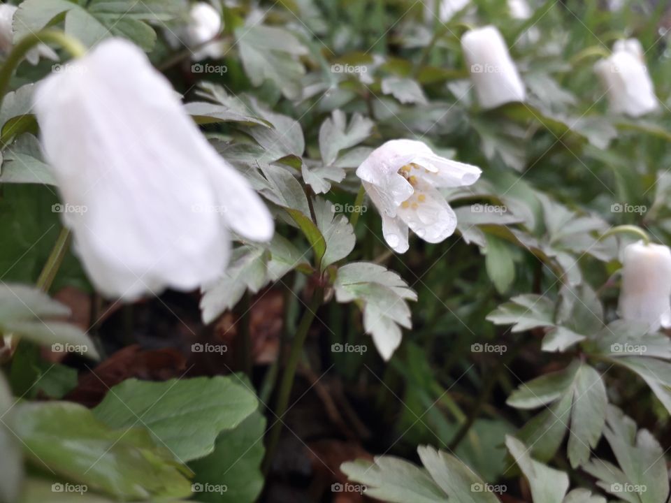 springtime in the wood