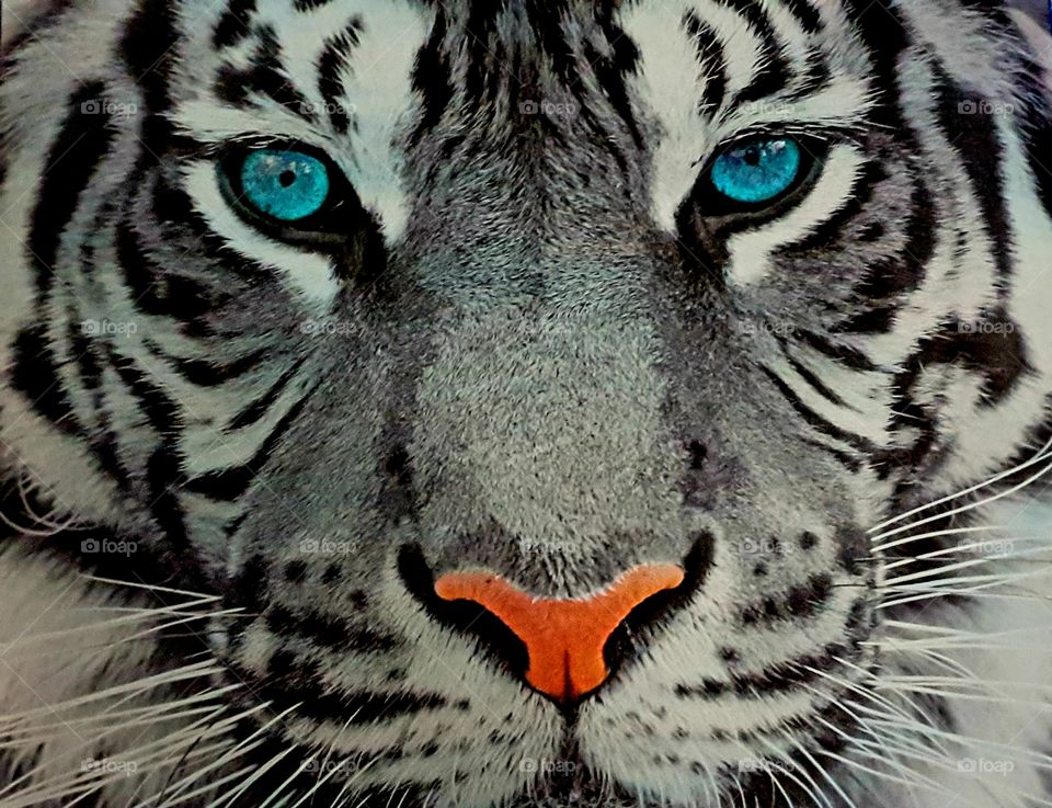 Tiger#animal#strong#wild#colors