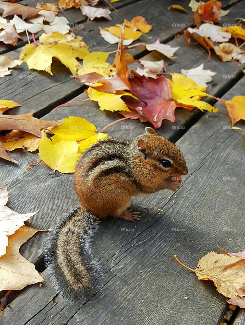 Chipmunk at the Northern Ontario cottage