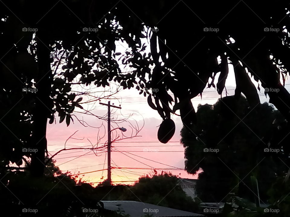 Tree, Silhouette, Nature, No Person, Sky