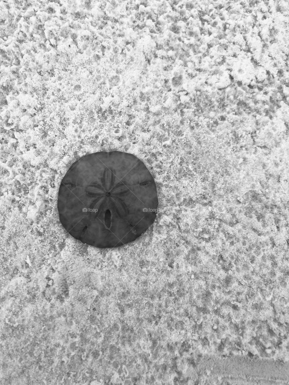 Sand dollar on the beach