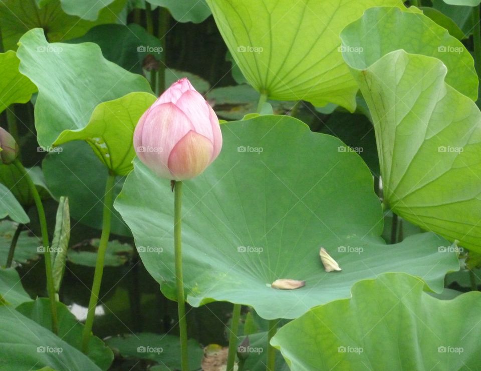 Lotus flower in Tokyo